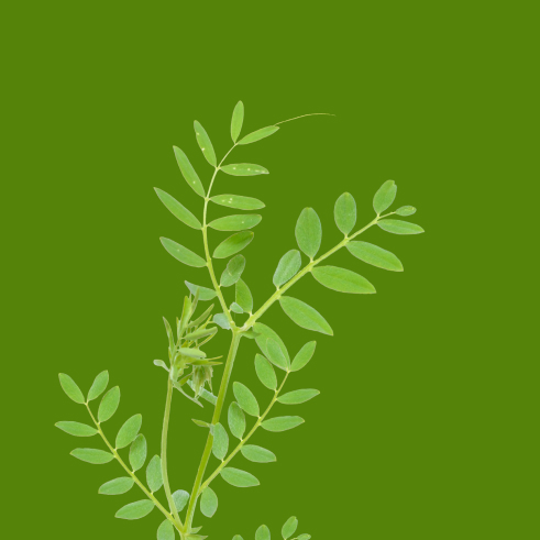 Mercimek (Liv-201) Tohumu