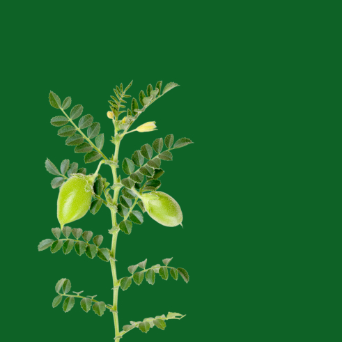 Nohut (Liv-251) Tohumu