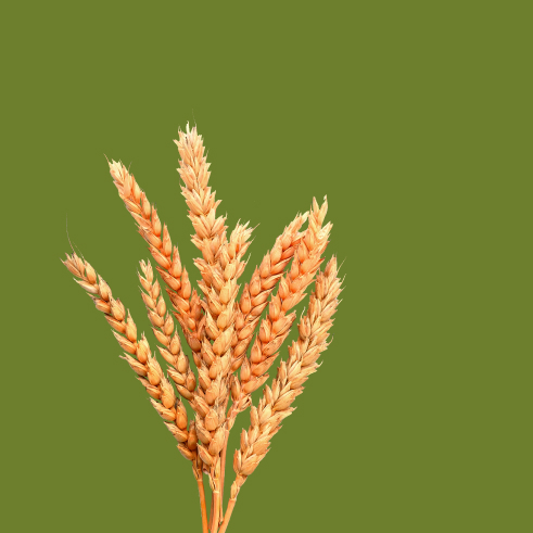 Buğday (Liv-151) Tohumu