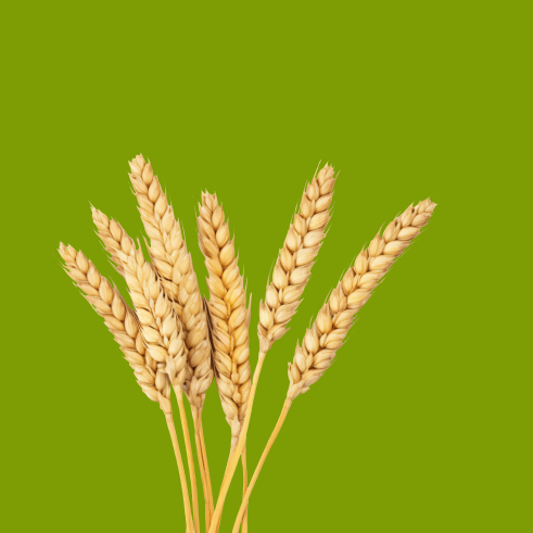 Arpa (Liv-101) Tohumu