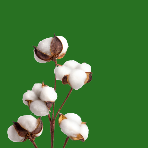 LivZara Pamuk Tohumu