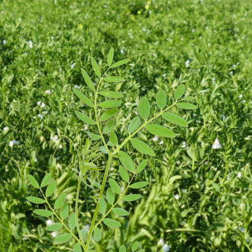 Mercimek (Liv-201) Tohumu