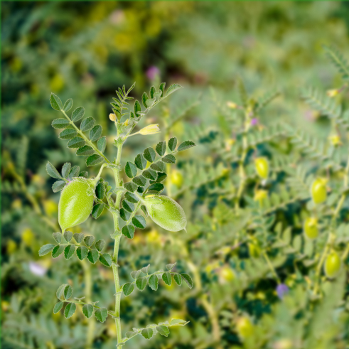 Nohut (Liv-251) Tohumu