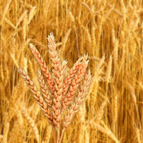Buğday (Liv-151) Tohumu