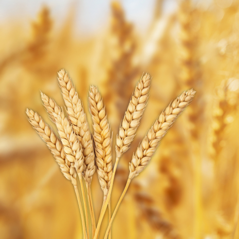 Arpa (Liv-101) Tohumu