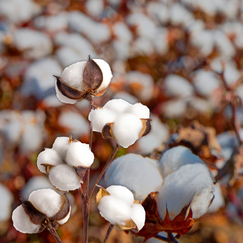 LivZara Pamuk Tohumu