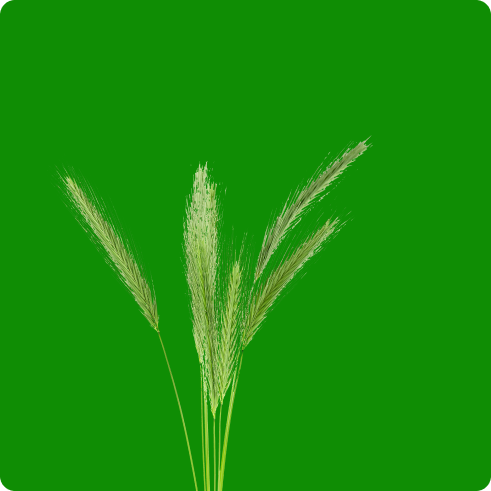 LivShmeran Buğday Tohumu