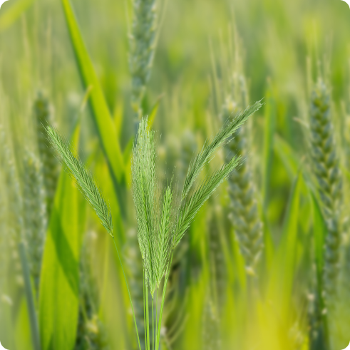 LivShmeran Buğday Tohumu