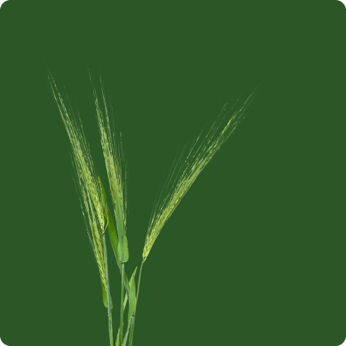 LivMacaroni Buğday Tohumu