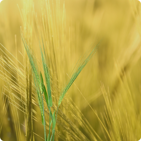 LivMacaroni Buğday Tohumu